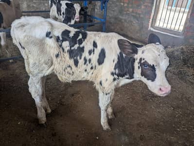 Pure HF male Calf's
