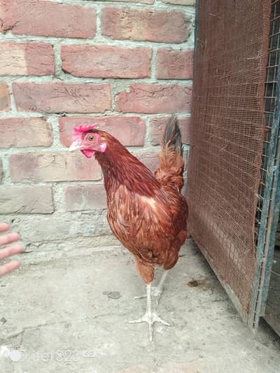 Desi Murga & Murghi Pair for Sale – Healthy