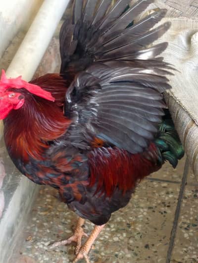 desi hen pair