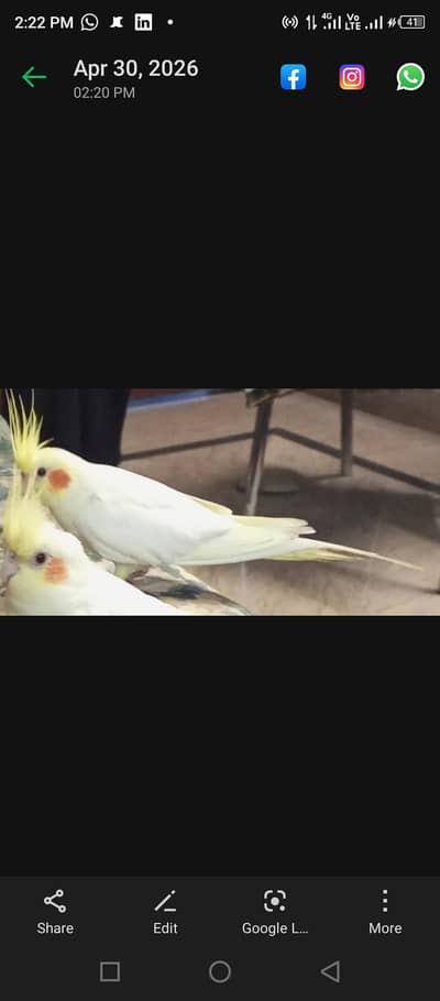 brider coctiel