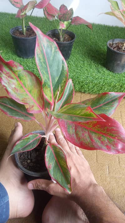 aglonema color ful