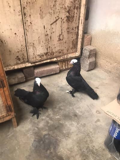 I am selling my pigeon