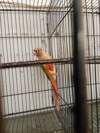 pineapple conure high red fector female