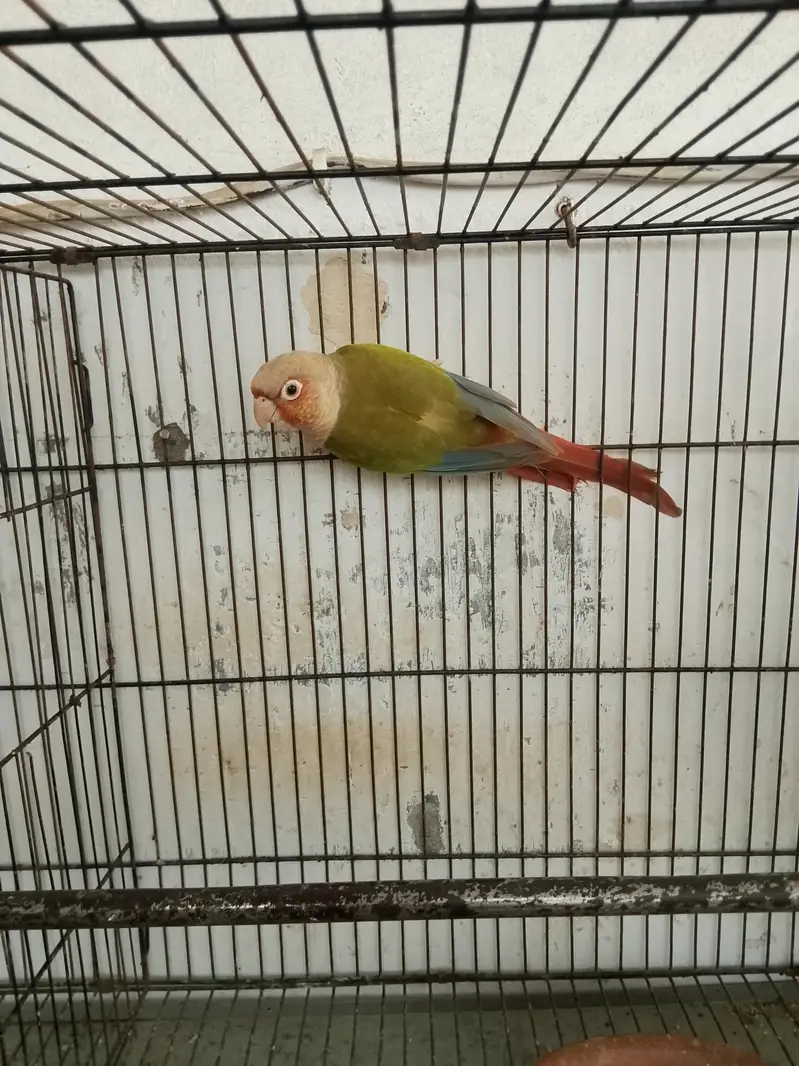 pineapple conure high red fector female — photo 2