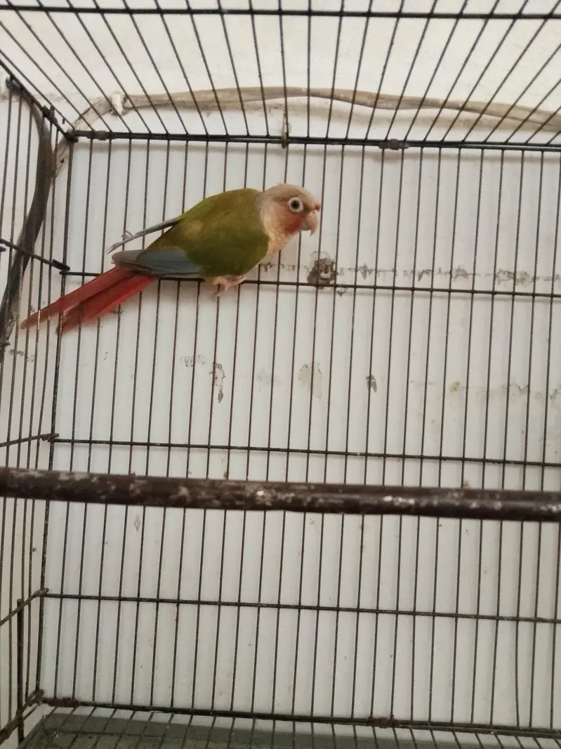 pineapple conure high red fector female — photo 3