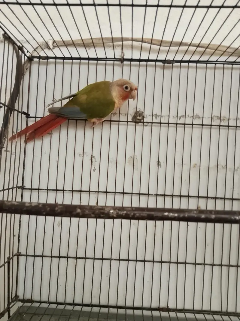 pineapple conure high red fector female — photo 4