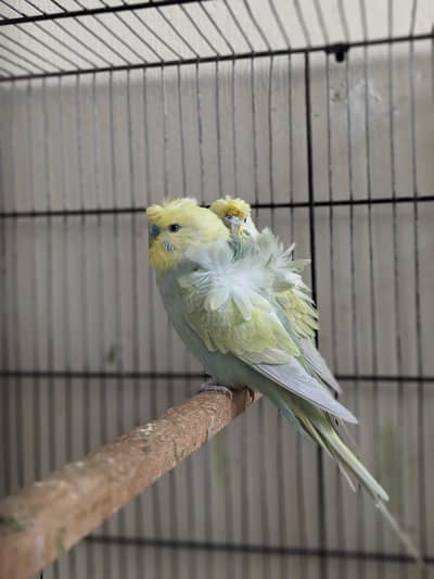 Hogoromo parrot