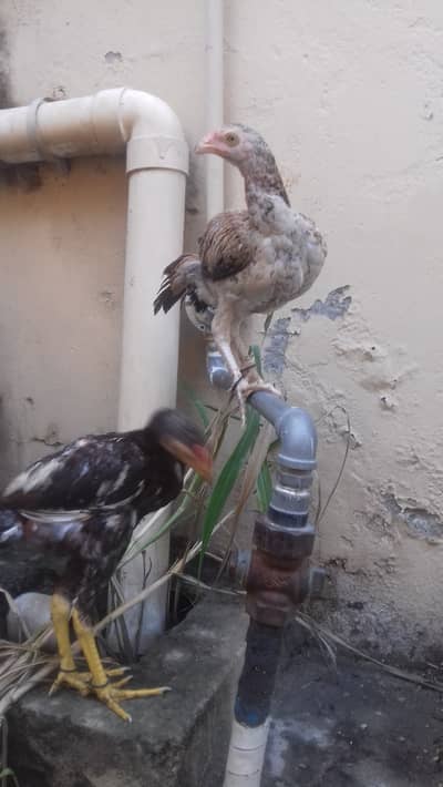Aseel pair Jis bahi ko samj Aeya w/o rabta kery numbers pr 03145146007