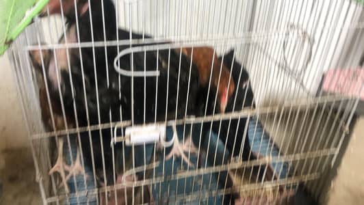 Sale Murgi and chicks