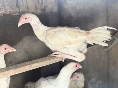 Pure white Aseel Chicks Available