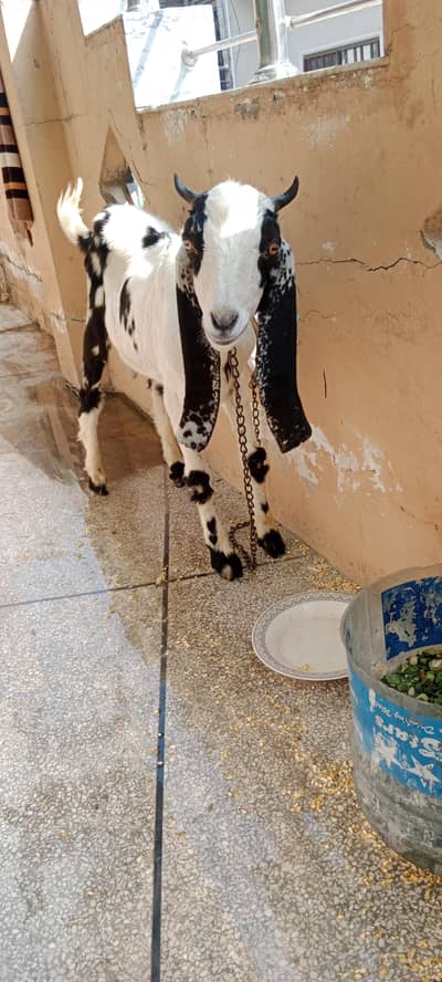bakra for sale 03365827178