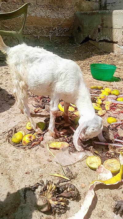 Bakra for sale age 2.5 months