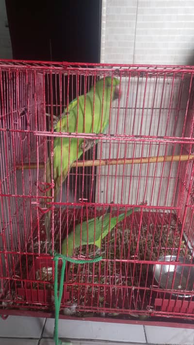parrots. for sale male female with cage