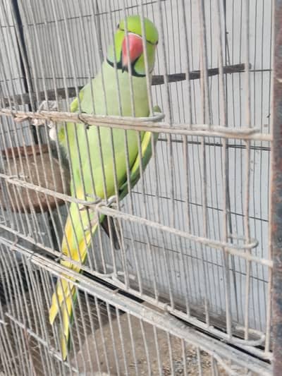 Ringneck male parrot for sale taking male hai