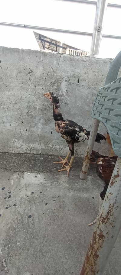 mianwali Aseel chicks age Almost 4 month