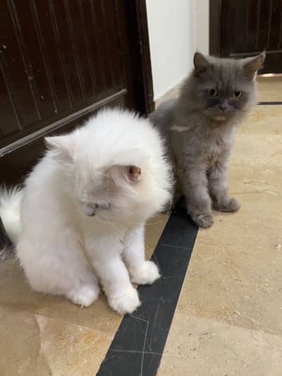 2 Persian Cats for sale
