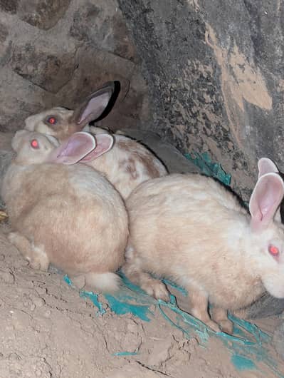 Red eyes white color rabbits female and persion cat in gray color.