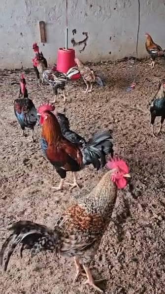 hens male