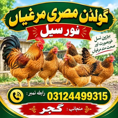 Golden Misre for sale 03124499315 cntct nmb
