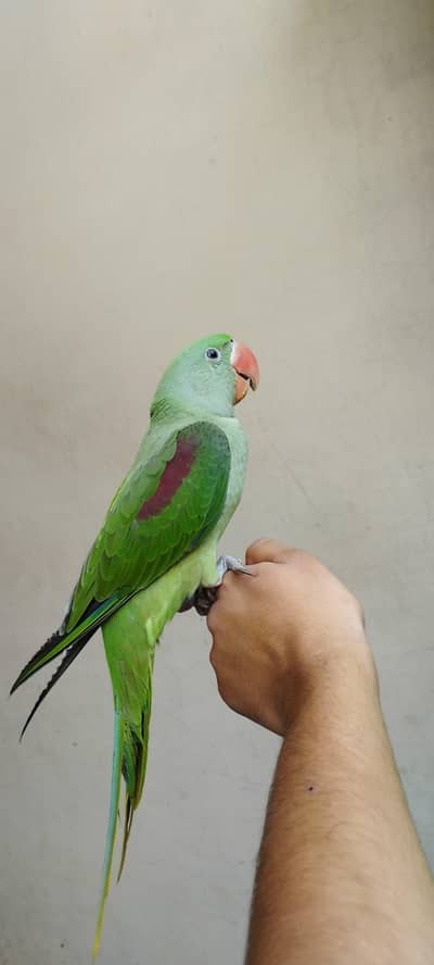 Indian rah