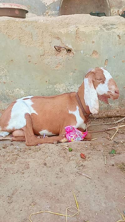 Bakri for sale 6 danth