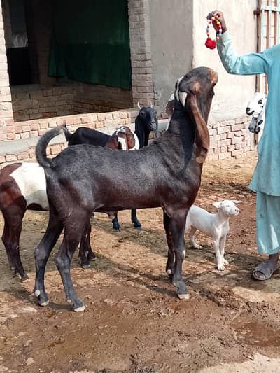 beetal bakra bakri farming ka lia bohat acha breeder