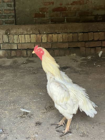 shamo aseel fir sale 2 madi 1 narr