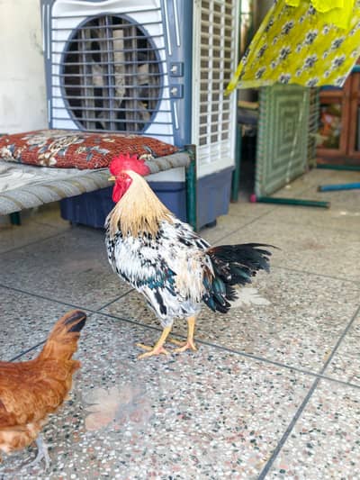 Desi hen pair