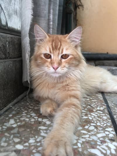 Persian cat male