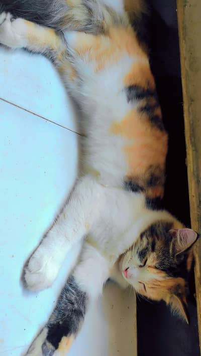 Calico / Turtoise female cats