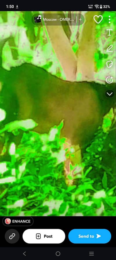 Bakra for sale