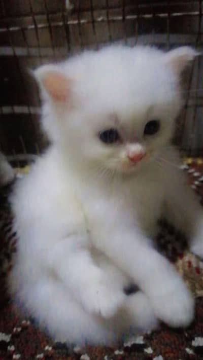 bab⁷y persian cat