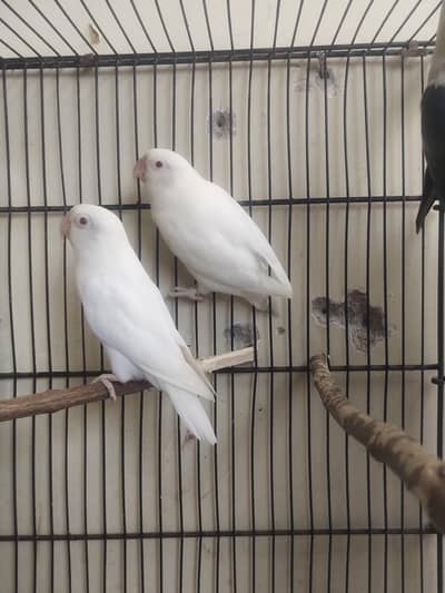 Albino redeyes breeder pair  for sale Read ad 03175389355