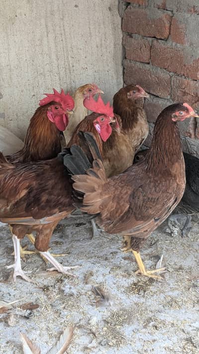 Desi murgia for sale healthy active