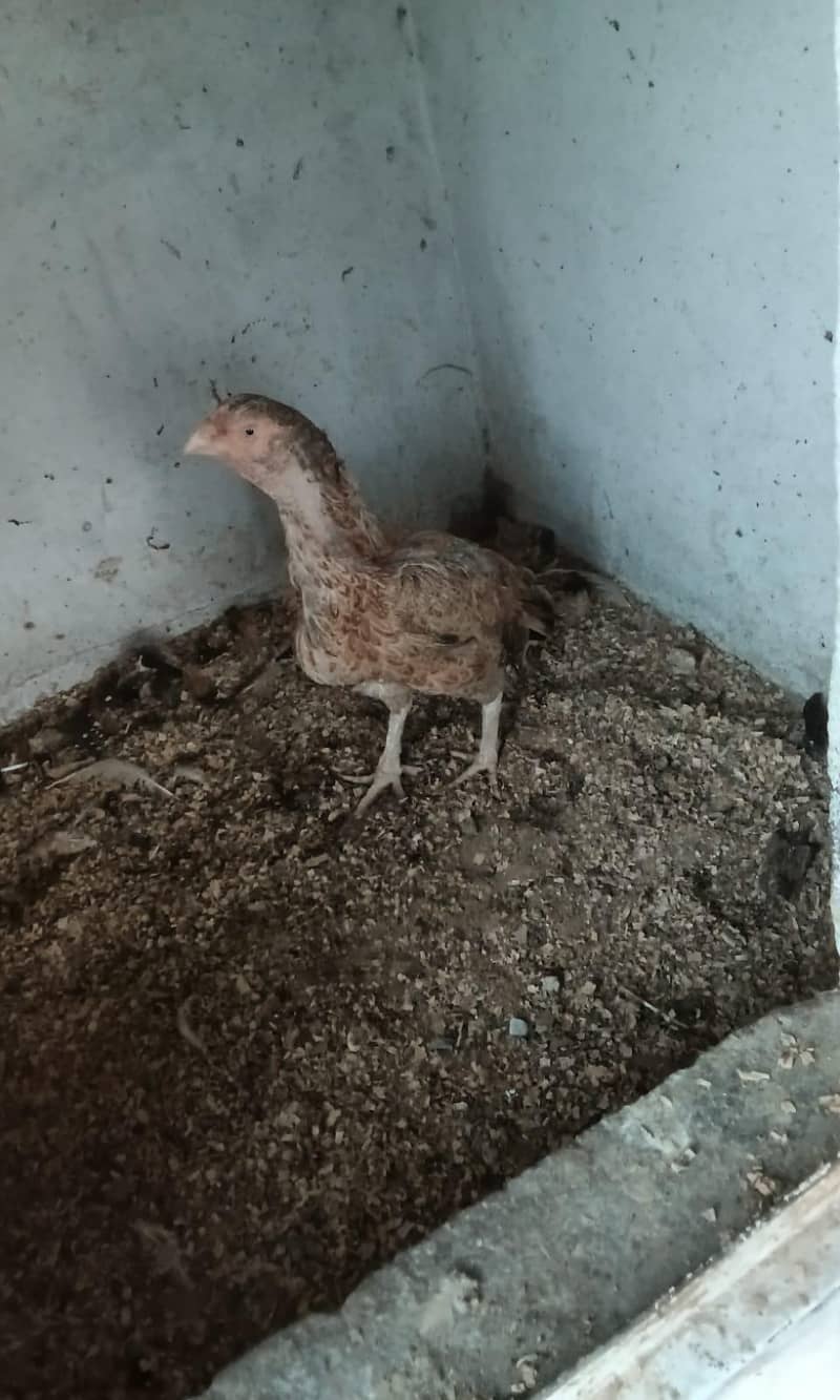 high quality 13
