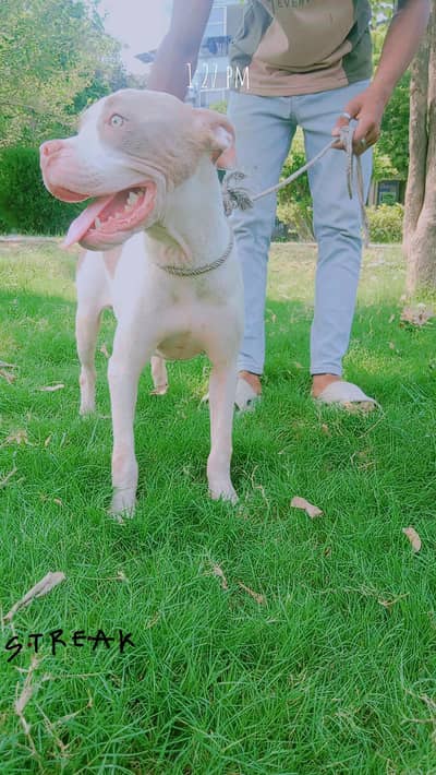 Pitbull Male Pup