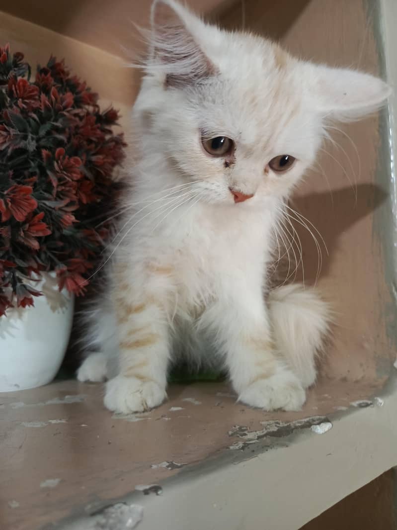 persian 0