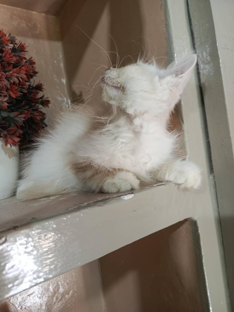 persian 1