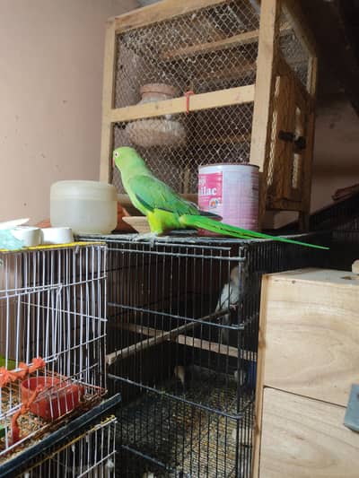 Green ringneck wild female.