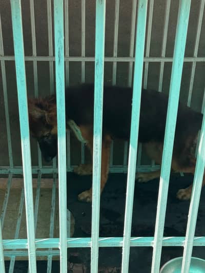 german shepard single coat