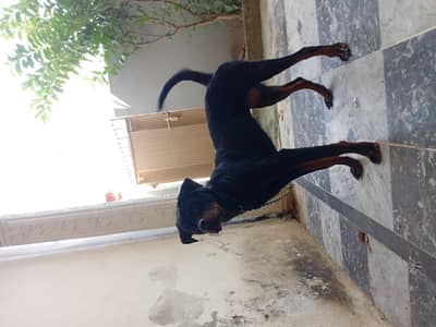 urgently sale