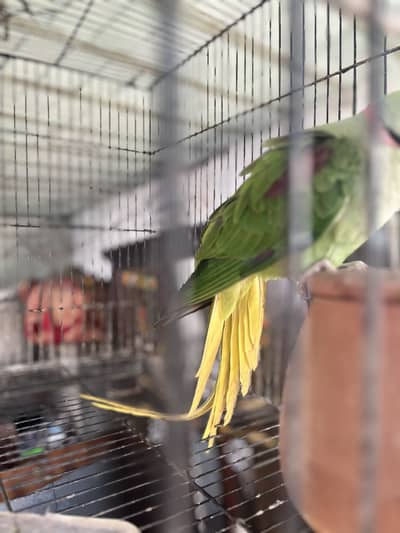 Raw parrot