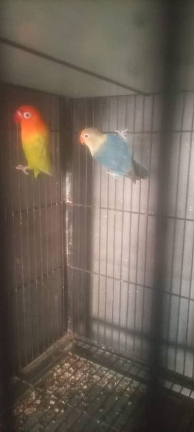 love bird. 03013130804