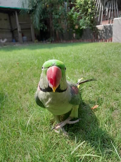 Raw Parrot