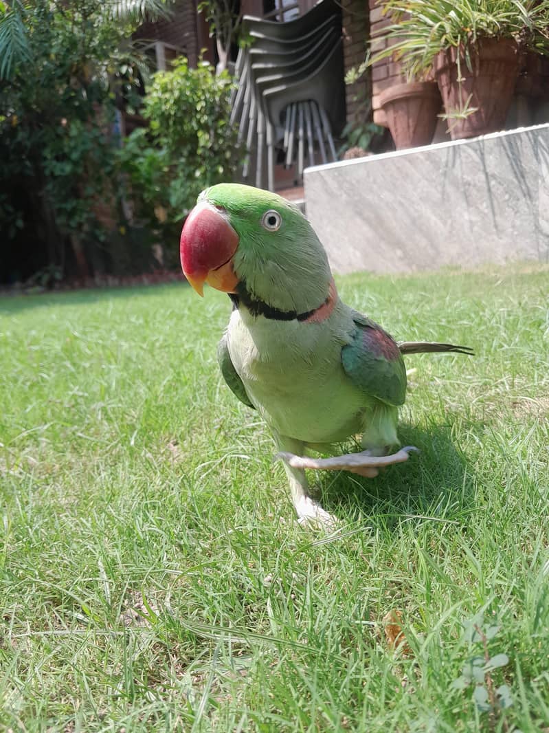 Raw Parrot 1
