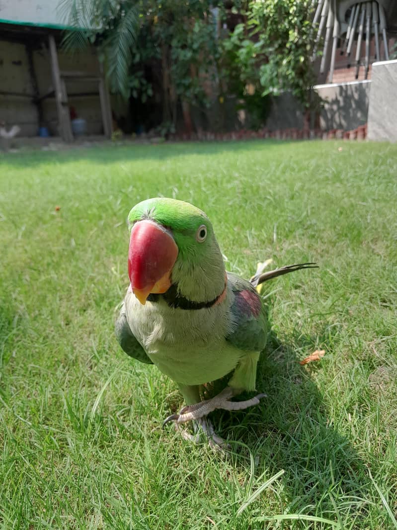 Raw Parrot 2