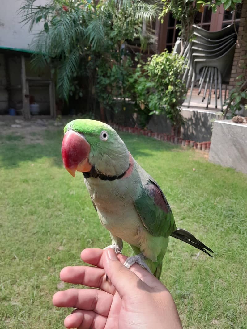 Raw Parrot 3
