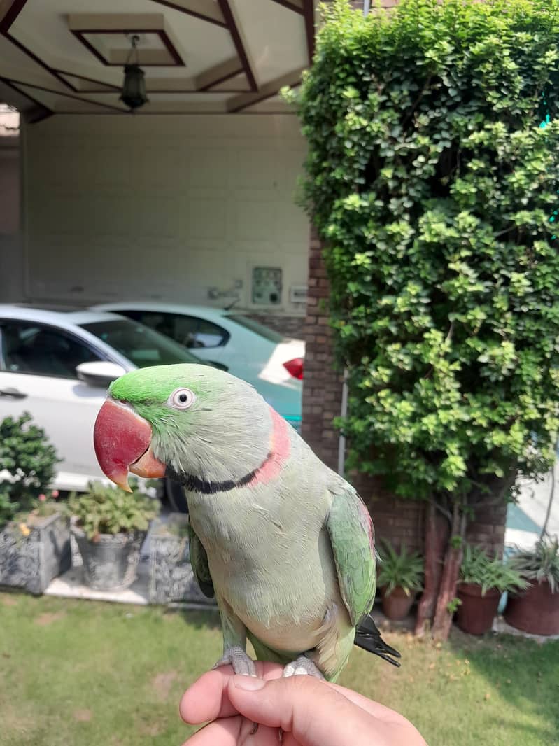 Raw Parrot 4