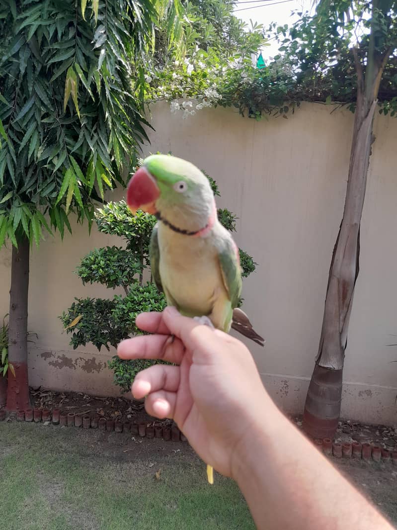 Raw Parrot 5