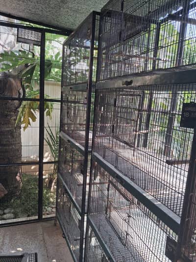 birds cage for sale